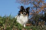 EPAGNEUL PAPILLON 125